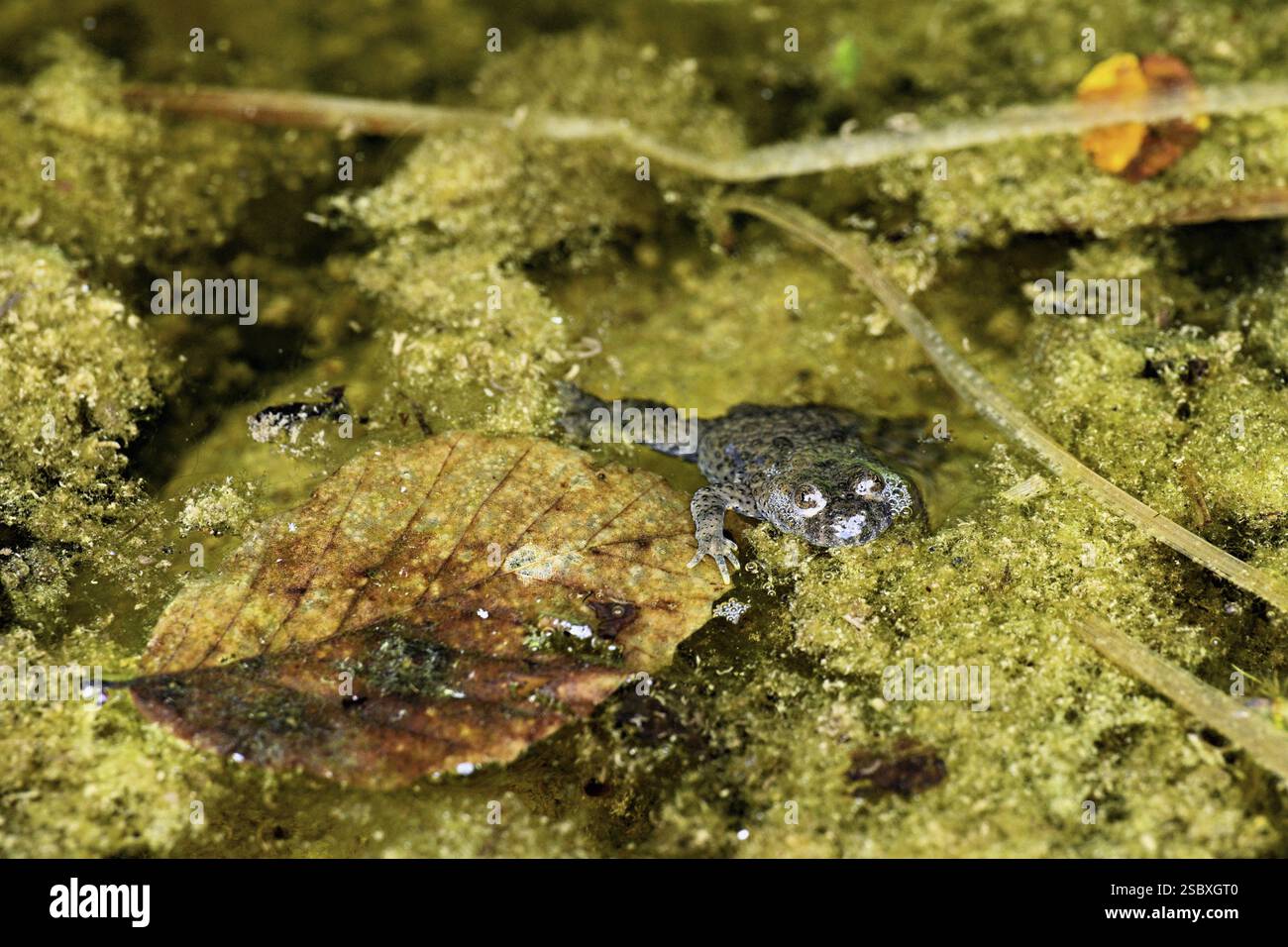 Gelbbauchkröte (Bombina variegata), im Teich, Schweiz, Europa Stockfoto
