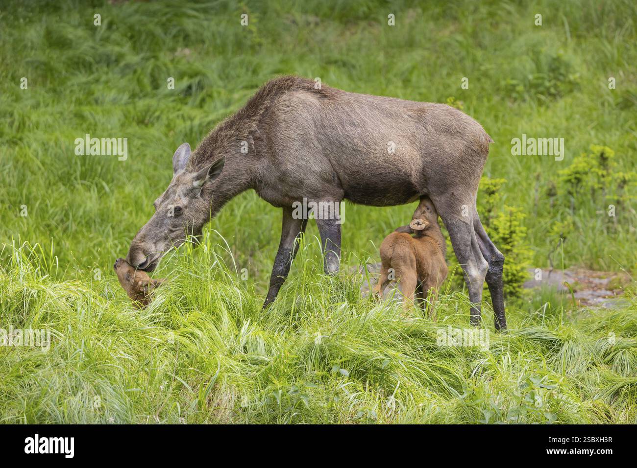 Zwei Elche oder Elche. Einer von ihnen wird von ihrer Mutter Alces (19 Tage alt, geboren am 8. Mai 2020) gestillt. Auf einer Wiese mit frischer Gier stehen Stockfoto