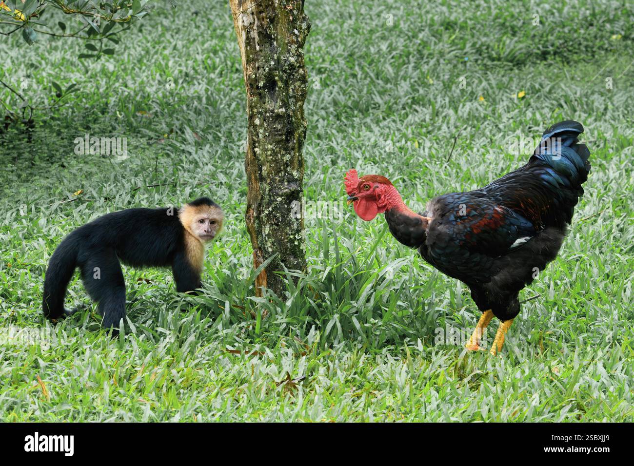 Überraschende Begegnung zwischen einem panamaischen Weißgesicht-Kapuziner (Cebus-Imitator) und einem Hahn in Costa Rica, Mittelamerika Stockfoto
