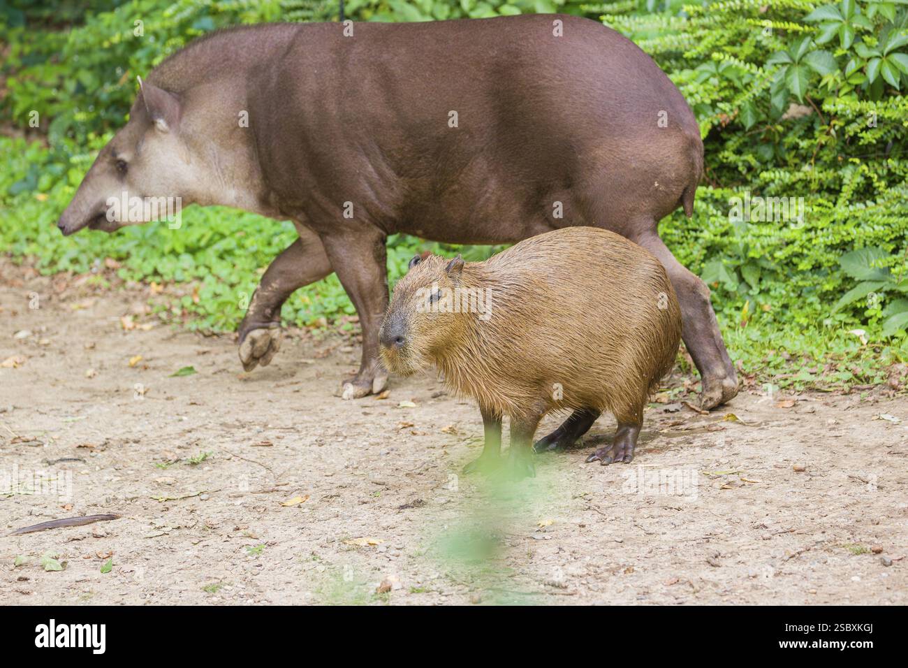 Eine (größere) Capybara (Hydrochoerus hydrochaeris) und ein südamerikanischer Tapir (Tapirus terrestris) treffen sich an einem Flussufer Stockfoto