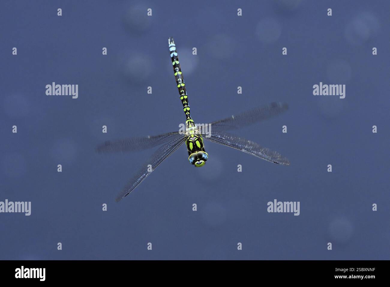 Südhawker (Aeshna cyanea), im Flug, Schweiz, Europa Stockfoto