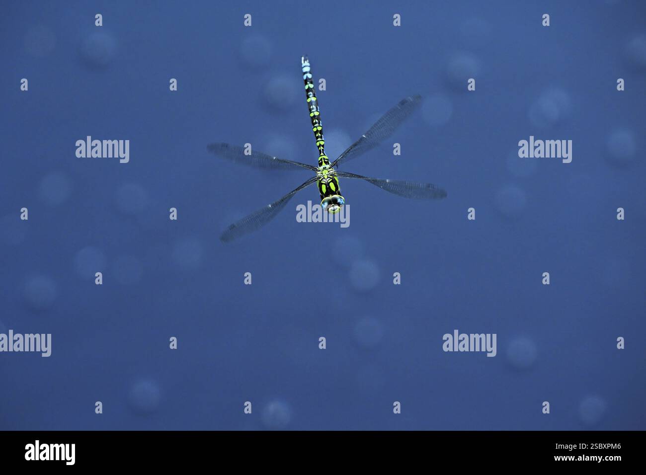 Südhawker (Aeshna cyanea), im Flug, Schweiz, Europa Stockfoto