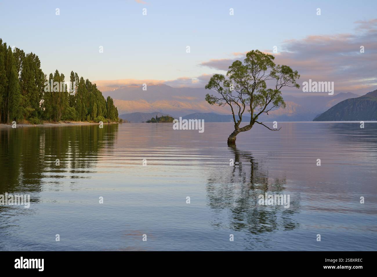 Ein einsamer Baum im Wasser bei Sonnenaufgang, umgeben von Bergen und ruhiger Natur, Sommer, Lake Wanaka, Wanaka, Otago, Südinsel, Neuseeland, Ozean Stockfoto