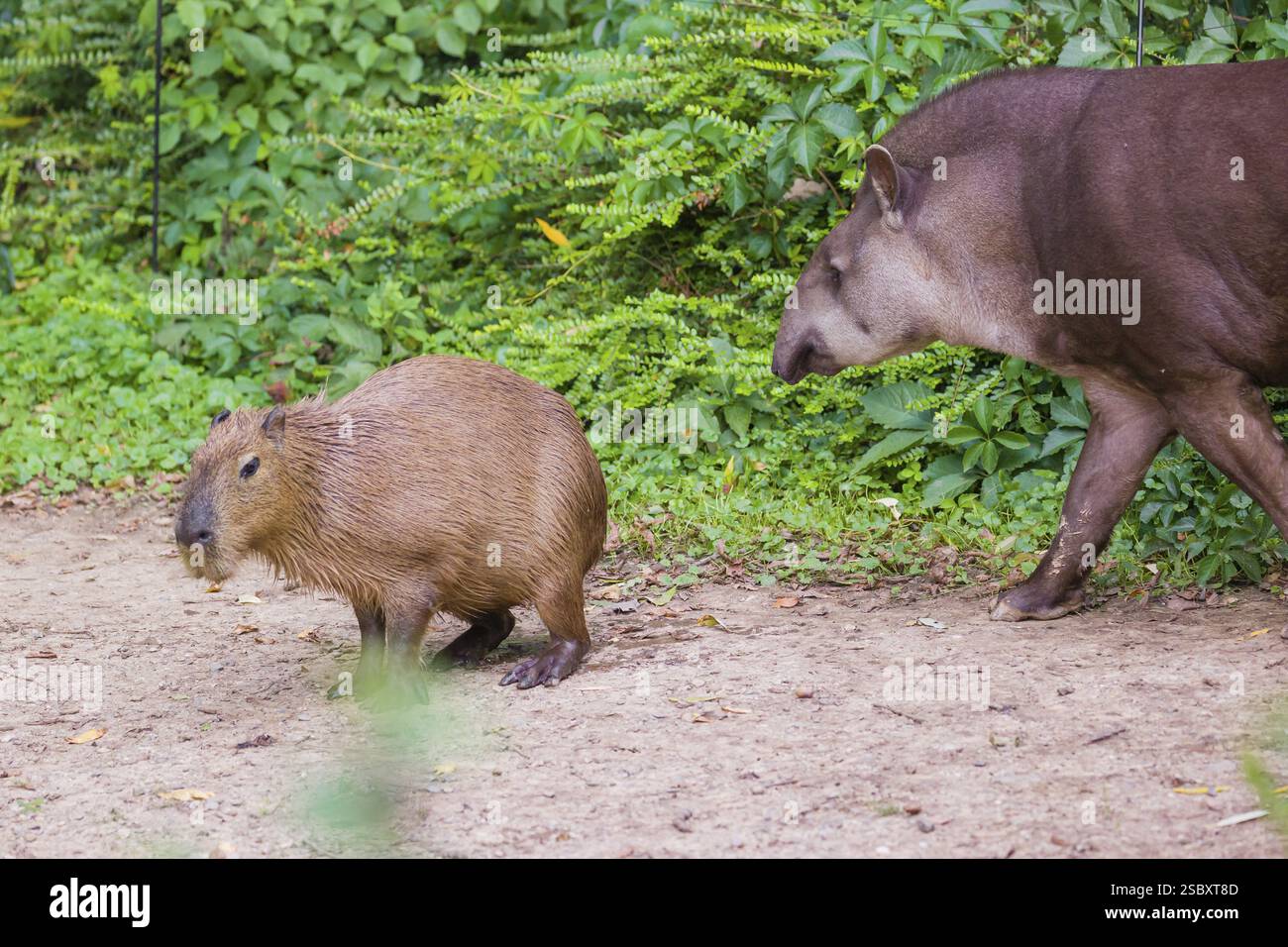 Ein südamerikanischer Tapir (Tapirus terrestris) und ein Capybara (Hydrochoerus hydrochaeris) teilen sich den Lebensraum Stockfoto