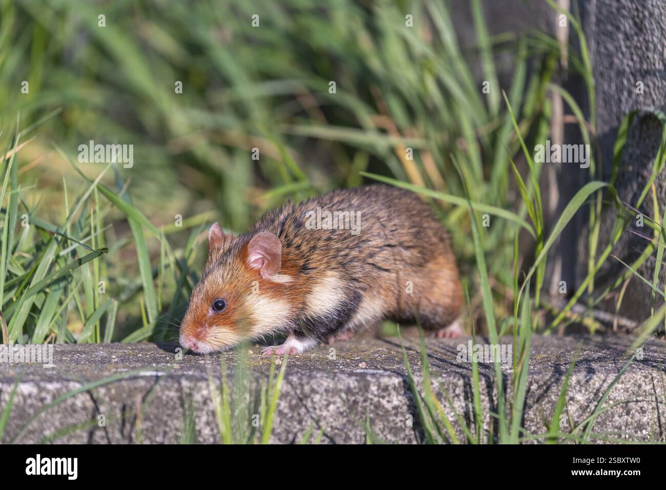 Ein europäischer Hamster (Cricetus cricetus), ein eurasischer Hamster, ein Schwarzbauchhamster oder ein gewöhnlicher Hamster, der neben dem Grabstein eines alten Grabes sitzt Stockfoto