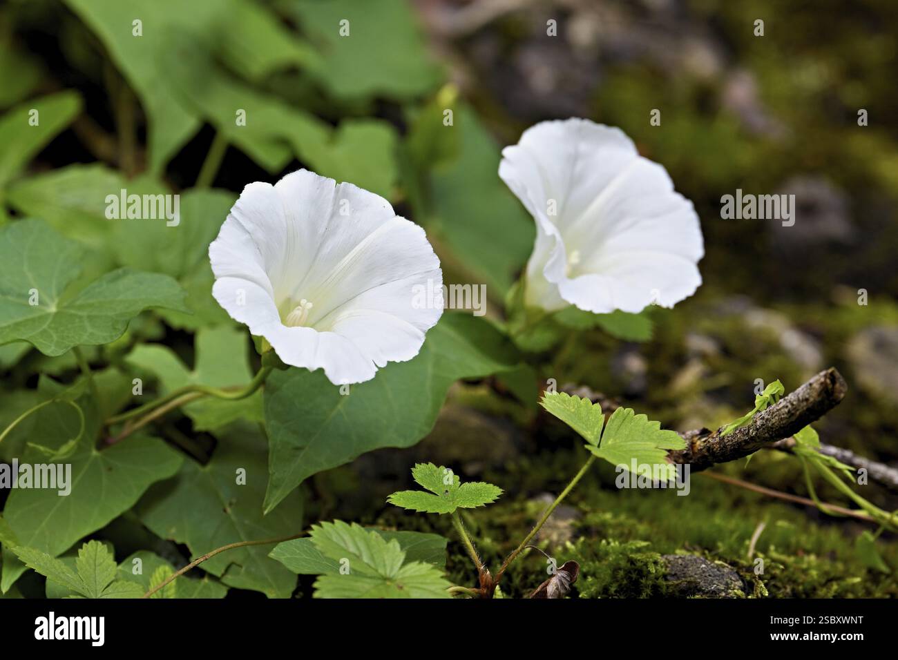 Blüten von zwei weißen größeren Binden (Calystegia sepium), Schweiz, Europa Stockfoto