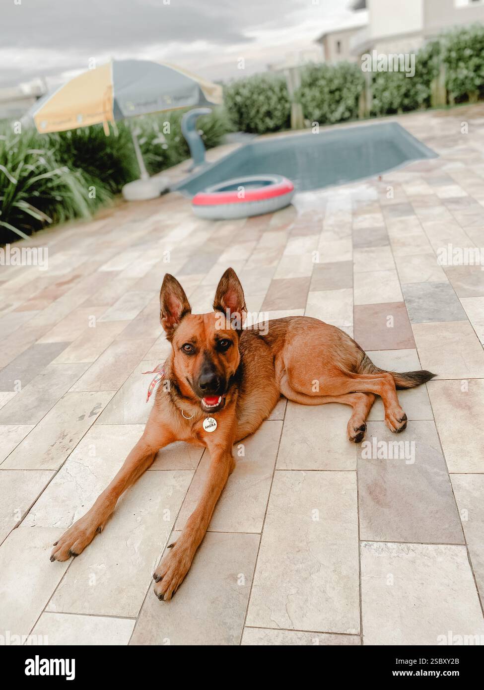 Malinois lebt das beste Leben am Pool Stockfoto