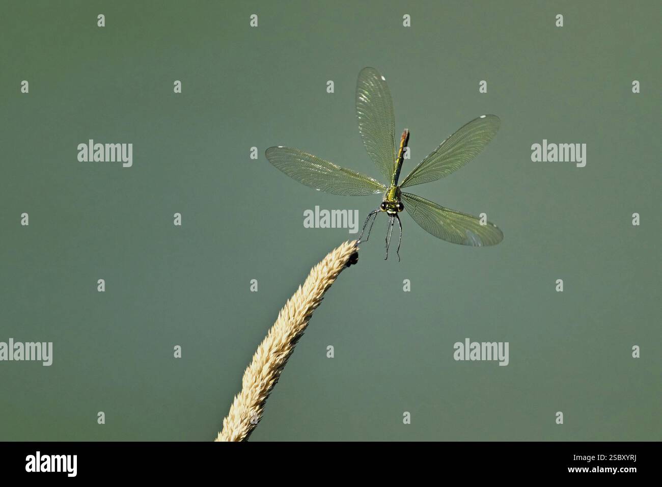 Banded demoiselle (Calopteryx splendens), Weibchen nähert sich einem Grasblatt, Schweiz, Europa Stockfoto