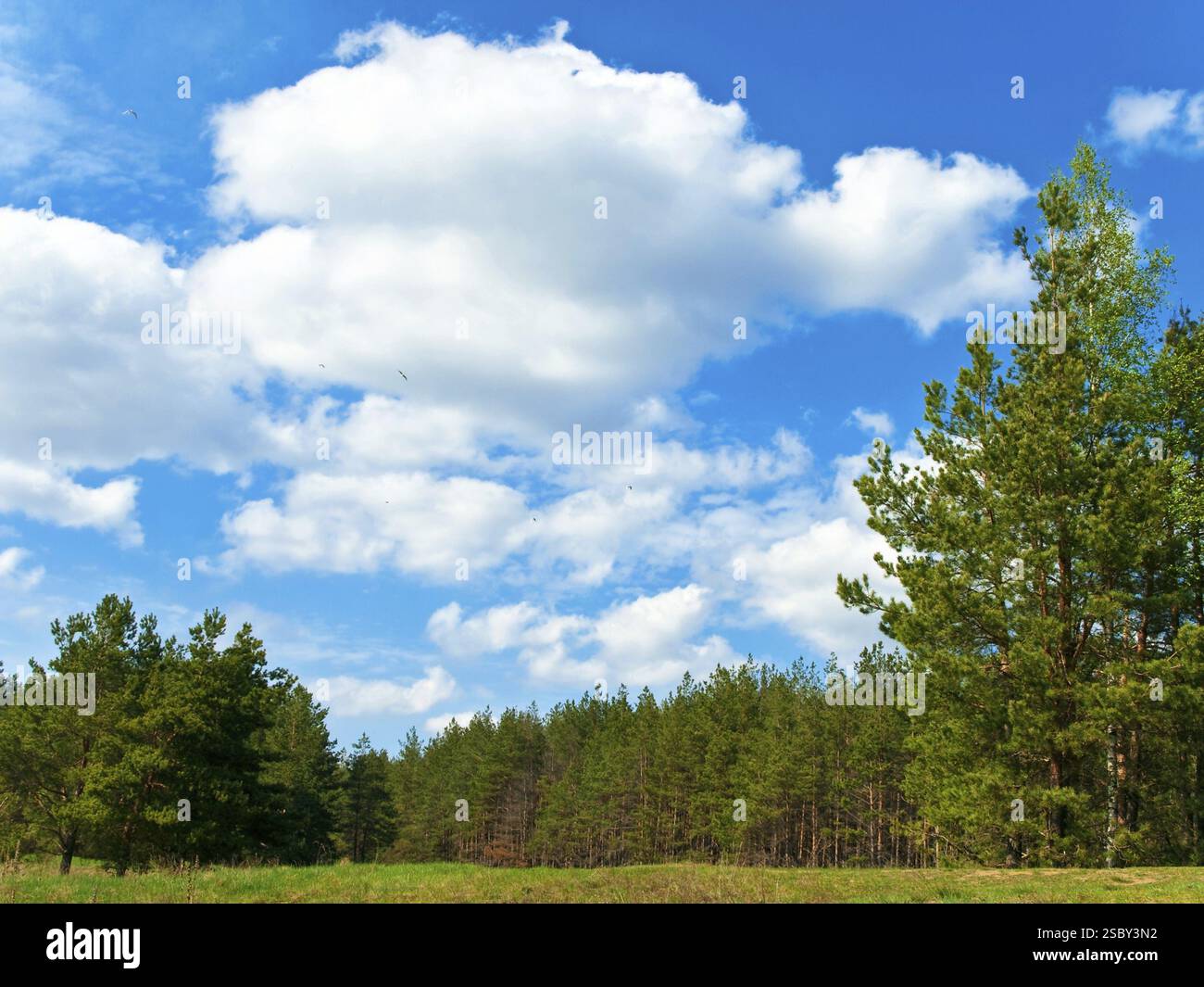 Foto der Landlandschaft mit grüner Wiese und Wald Daugavpils, Lettland, Europa Stockfoto