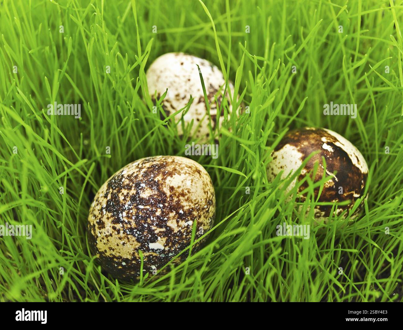 Foto Von Wachteleiern In Grünem Gras Stockfoto