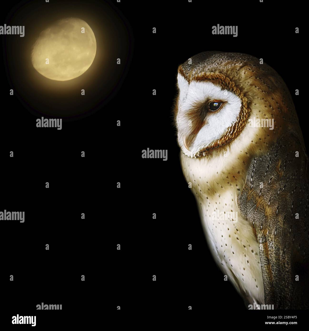 Gemeine Scheuneneule (Tyto alba), die am weitesten verbreitete Eulenart der Welt Demene, Lettland, Europa Stockfoto