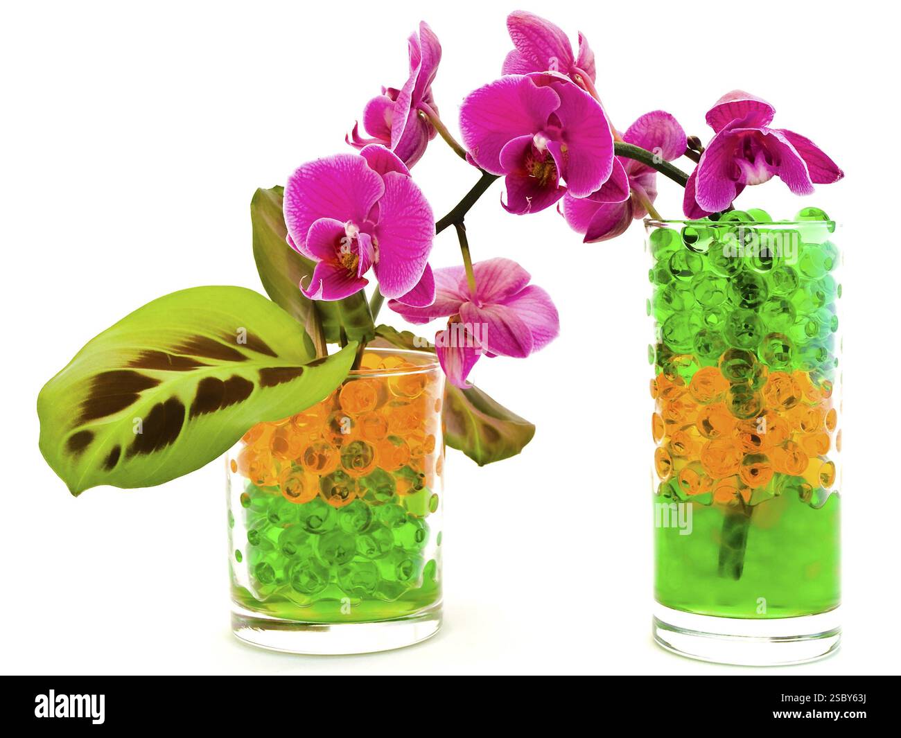 Rosa Orchideenblüte und grüne Pflanzen im Glas mit Hydrogel Stockfoto