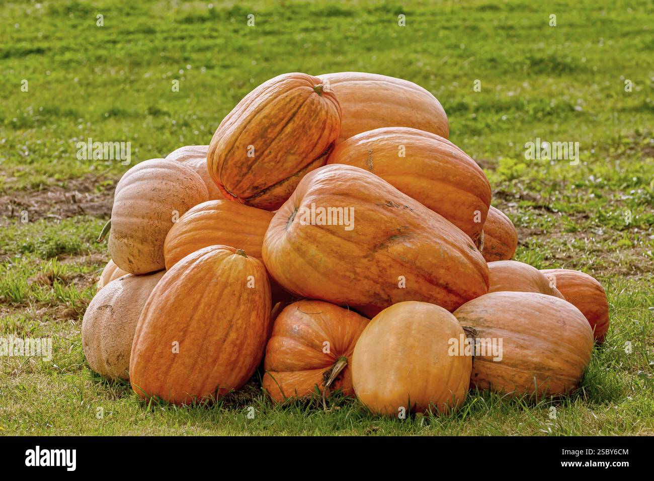 Erntete Kürbisse auf dem Rasen Lettland Stockfoto