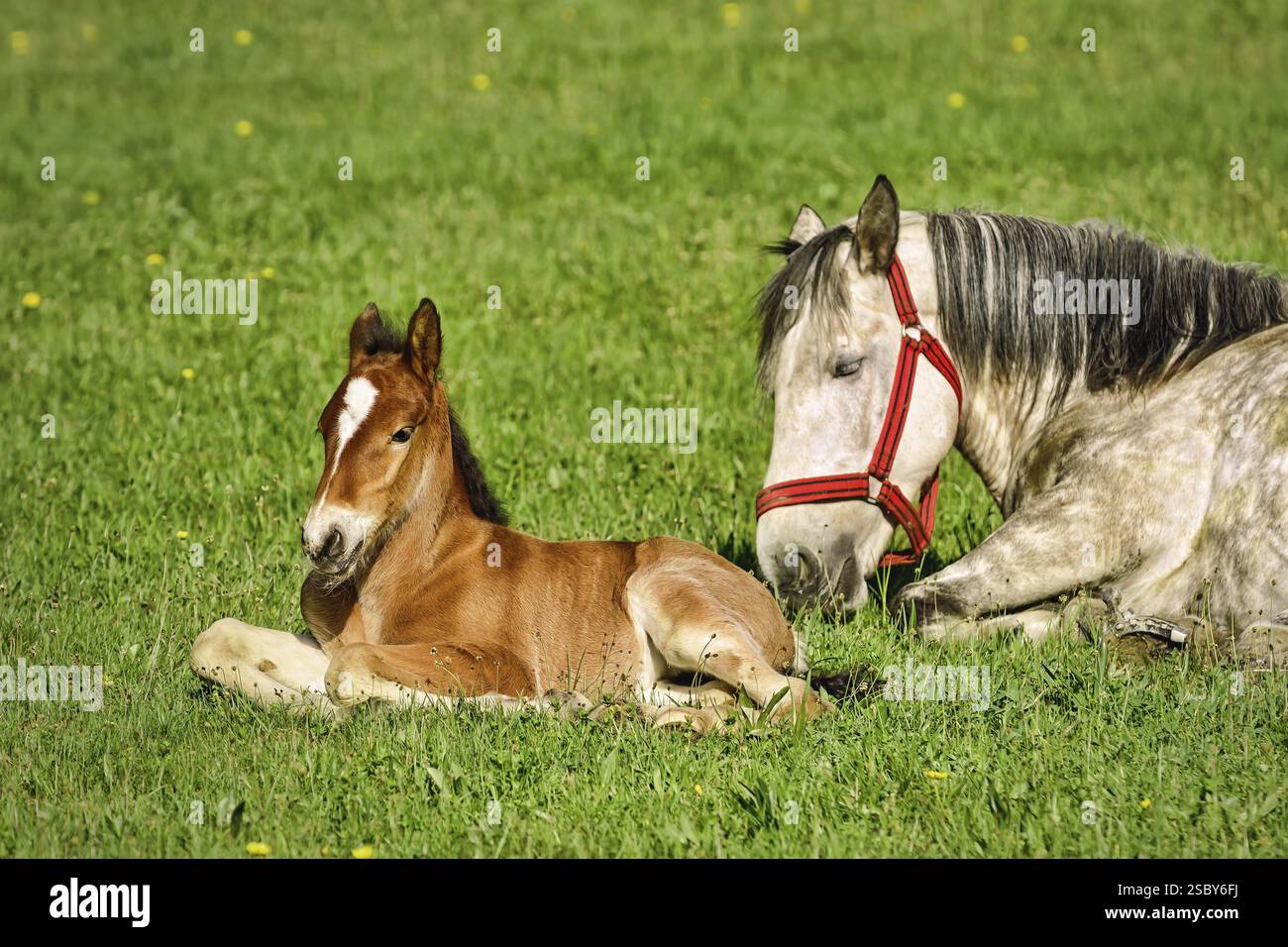 Pferd mit Fohlen auf dem grünen Rasen Busteni, Rumänien, Europa Stockfoto