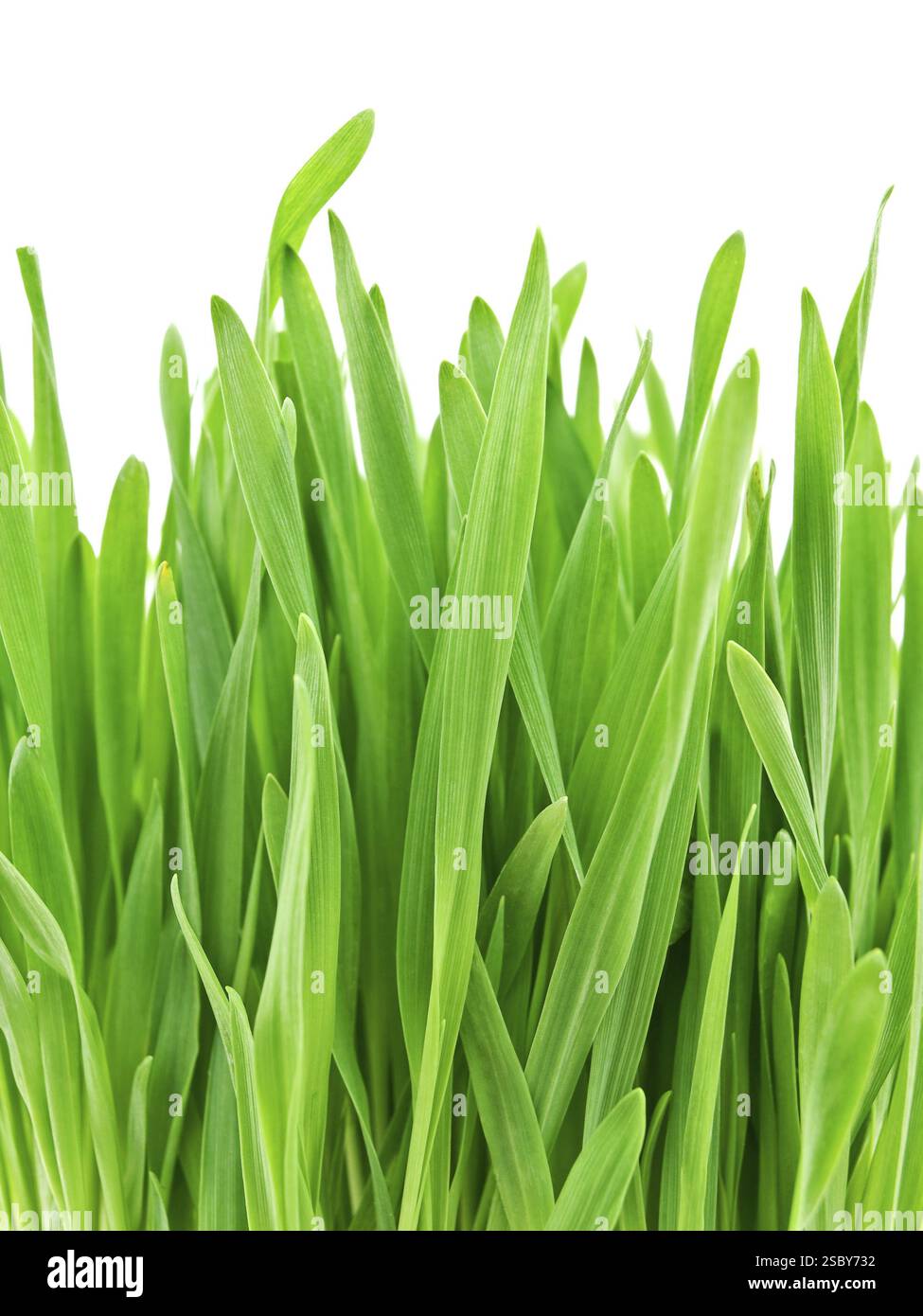 Foto Von Frischem, Farbenfrohen Grünen Gras Gegen Weiß Stockfoto