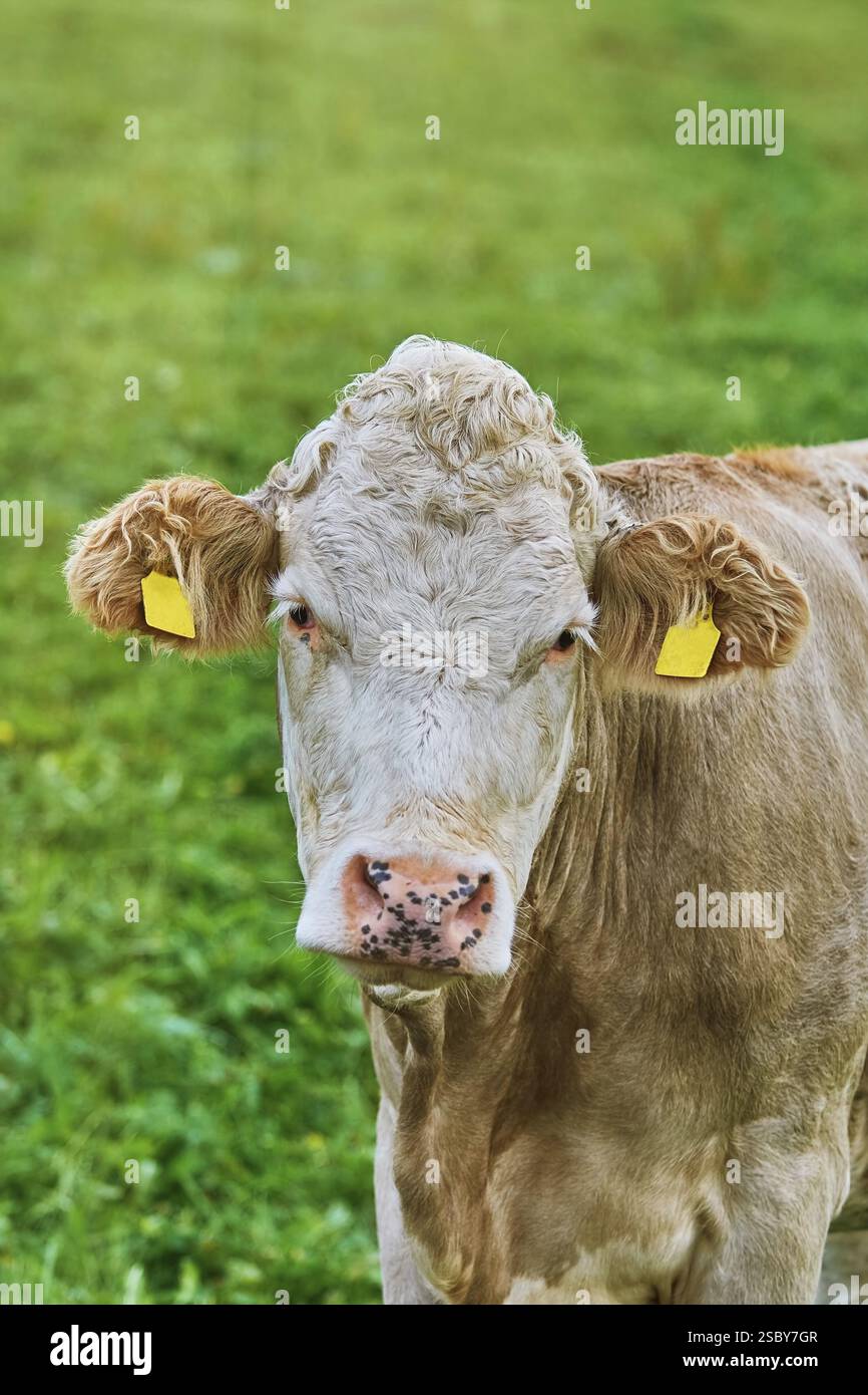 Porträt der Milchrinder auf der traditionellen Weide Bolsternang, Deutschland, Europa Stockfoto
