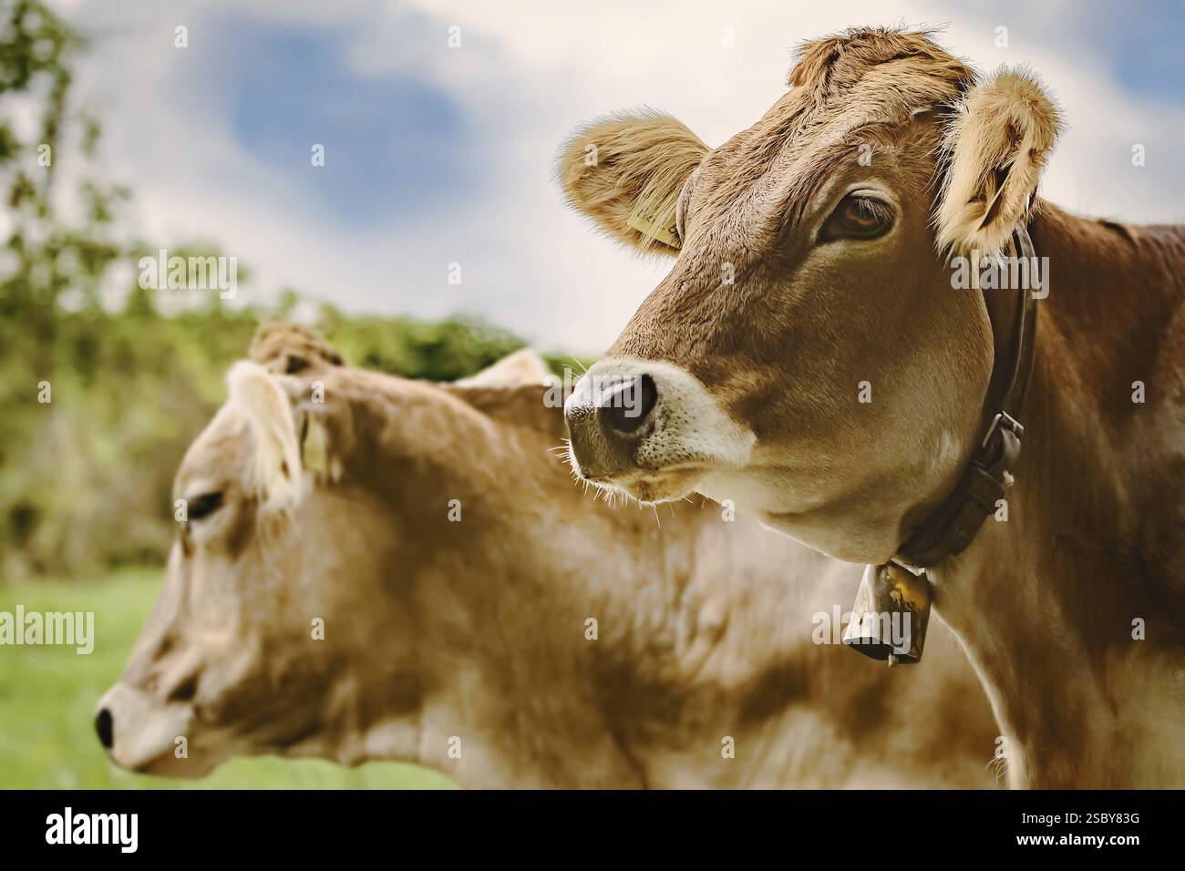 Porträt der Milchrinder auf der traditionellen Weide Bolsternang, Deutschland, Europa Stockfoto