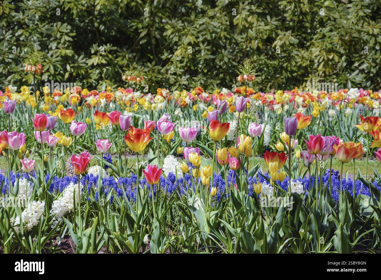 Verschiedene Arten von Tulpen und Muscari Blumen Keukenhof, Niederlande Stockfoto