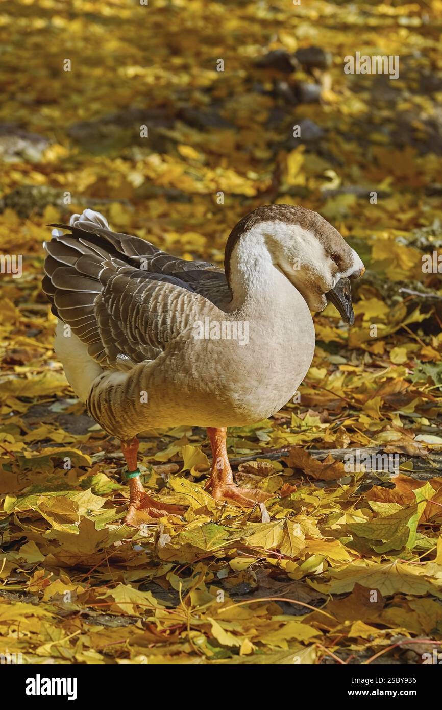 Schwanengans (Anser Cygnoides) in den gelben Blättern Varna, Bulgarien, Europa Stockfoto