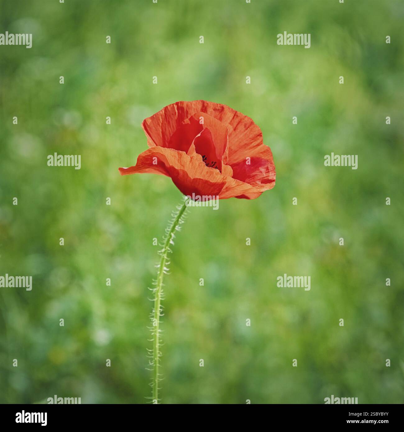 Rote Mohnblume vor dem grünen Hintergrund Varna, Bulgarien, Europa Stockfoto