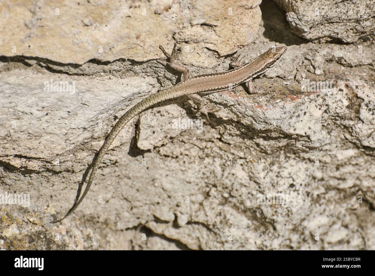 Vivipara (Lacerta vivipara) auf dem Balchik-Stein, Bulgarien, Europa Stockfoto