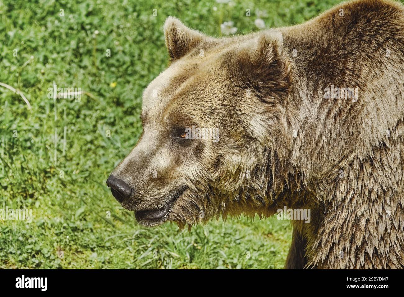 Porträt des Braunbären auf dem Hintergrund von Green Grass Bialystok, Polen, Europa Stockfoto