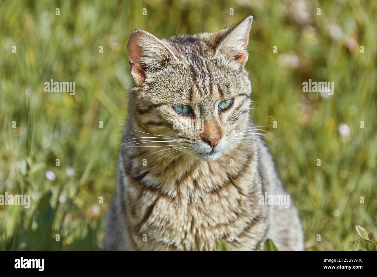 Porträt der obdachlosen Katze, die auf dem grünen Gras Varna sitzt, Bulgarien, Europa Stockfoto
