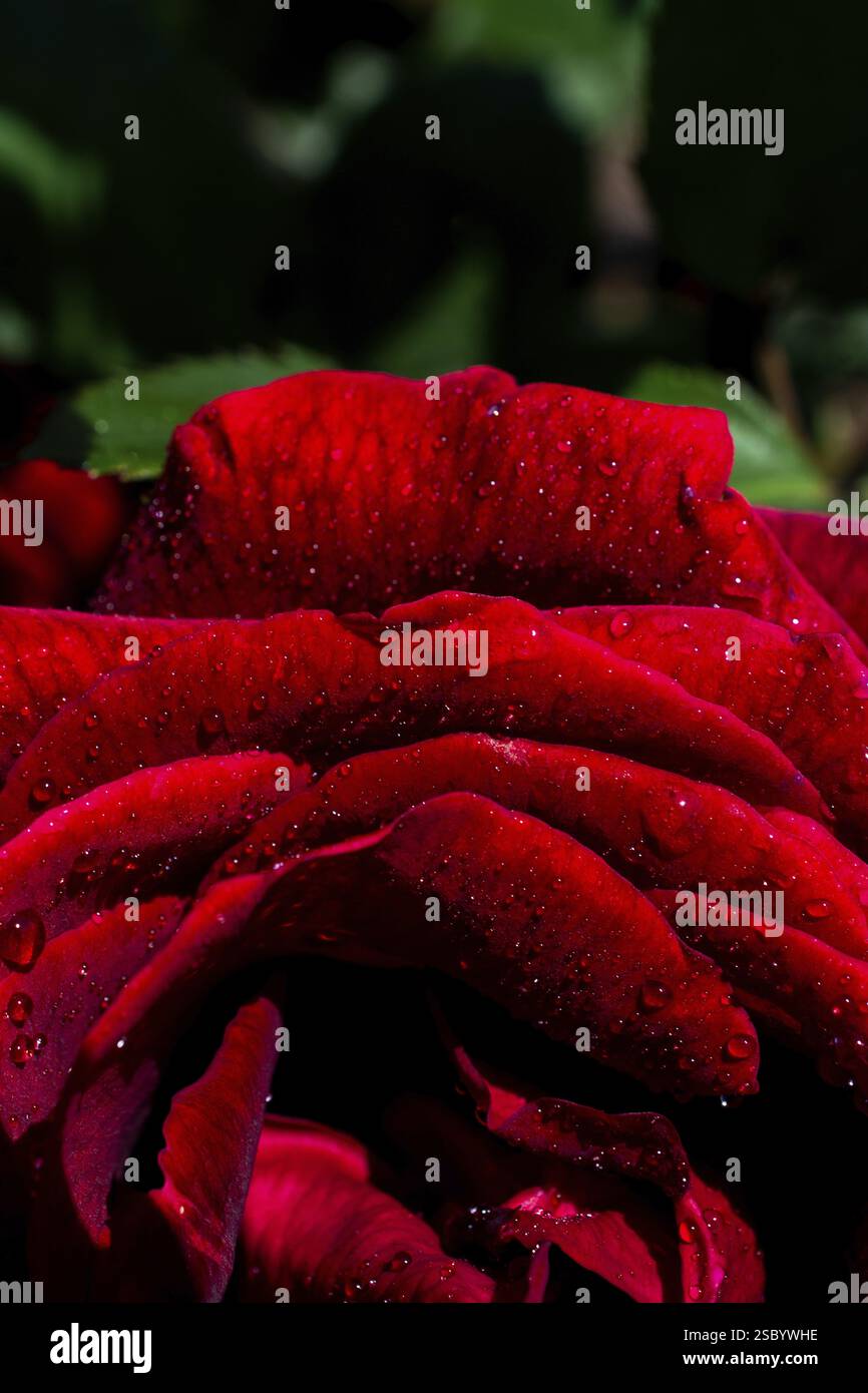Blühende schöne bunte Rose mit Wassertropfen auf Blüten Stockfoto