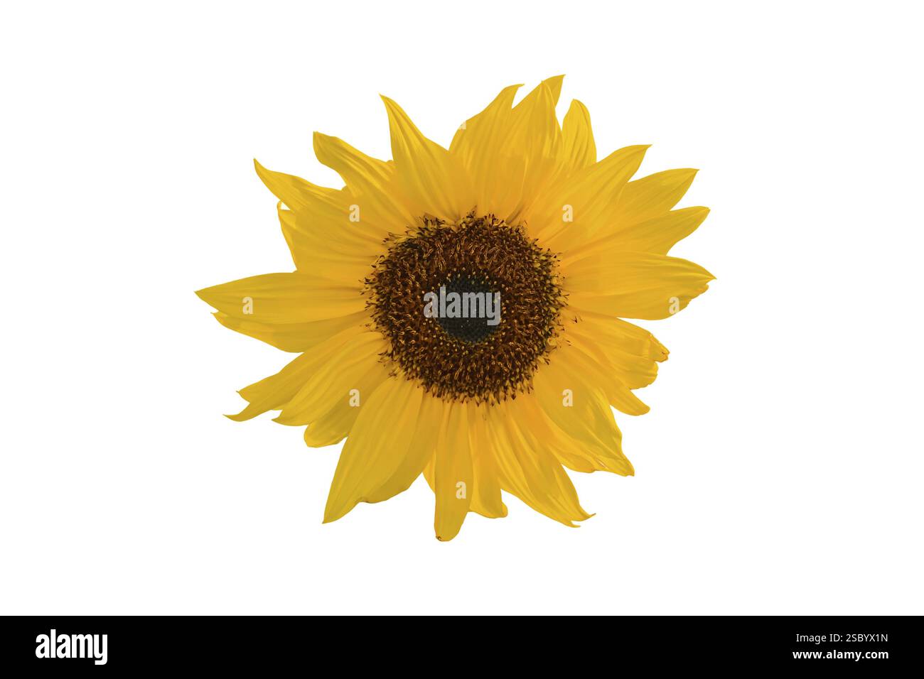 Gelbe Sonnenblume über dem weißen Hintergrund Lettland Stockfoto