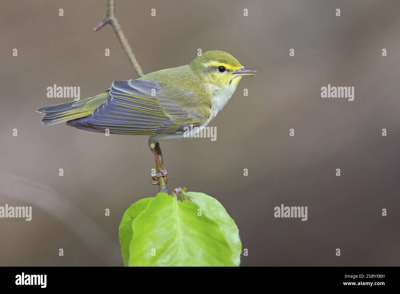 Holzfänger (Phylloscopus sibilatrix), Tiere, Vögel, Biotope, Barsch, Singvögel, Familie der Graslinge, Bezirk Neustadt an der Weinstra, Rheinland-P Stockfoto
