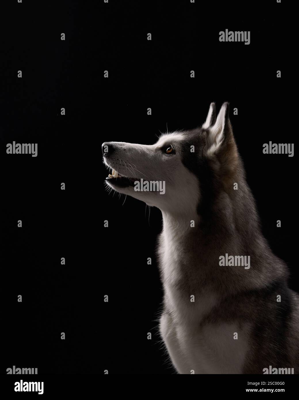 Ein sibirischer Husky im Profil mit intensivem Blick vor schwarzem Hintergrund betont seine scharfen Merkmale. Die dunkle Einstellung steht im Kontrast zu Stockfoto