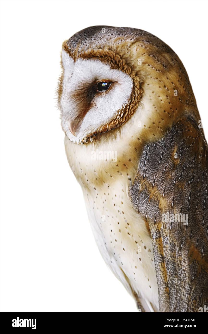 Gemeine Scheuneneule (Tyto alba), die am weitesten verbreitete Eulenart der Welt Demene, Lettland, Europa Stockfoto