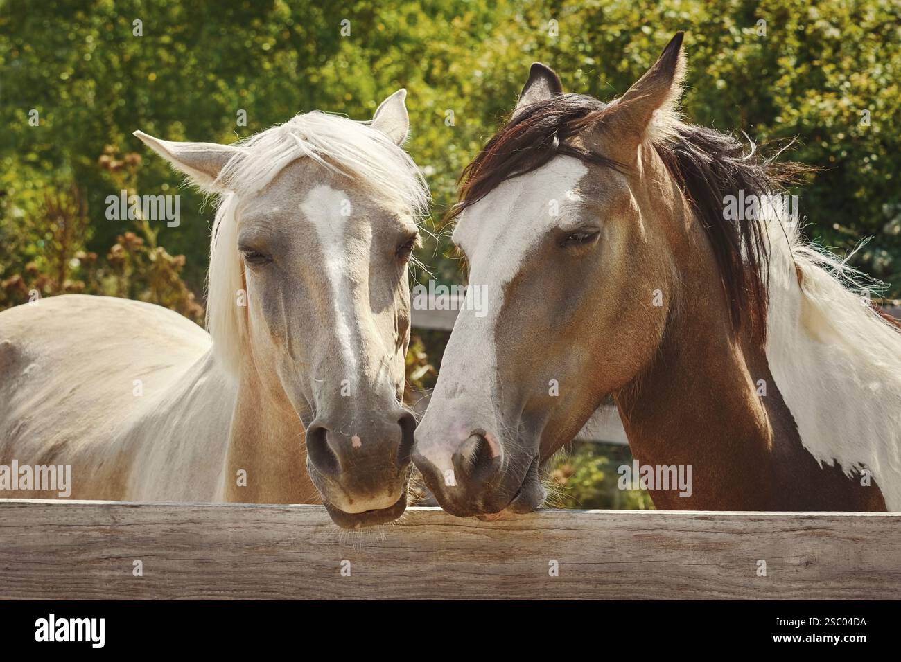 Porträt eines Pferdes im Paddock Kavarna, Bulgarien, Europa Stockfoto