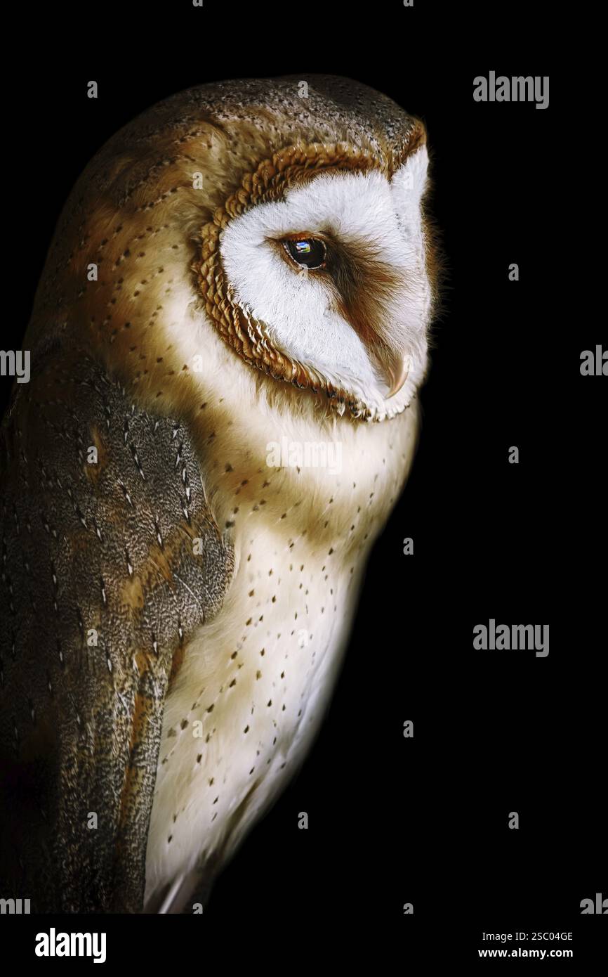 Gemeine Scheuneneule (Tyto alba), die am weitesten verbreitete Eulenart der Welt Demene, Lettland, Europa Stockfoto