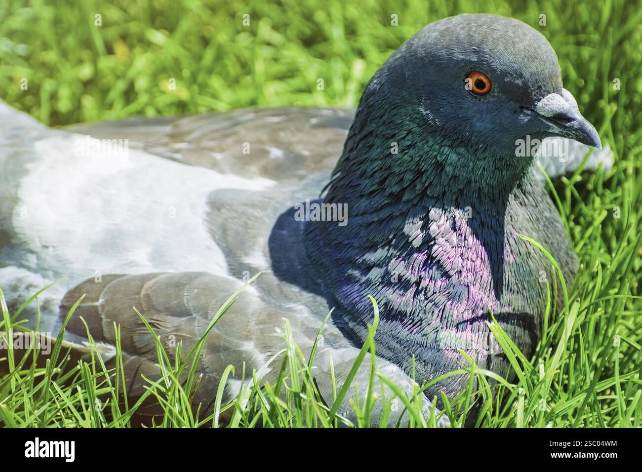 Porträt der Taube im Gras Cluj-Napoca, Rumänien, Europa Stockfoto