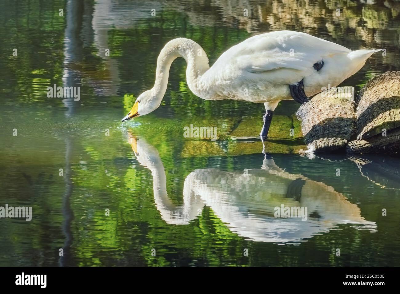 White Swan trinkt Wasser aus dem Teich Varna, Bulgarien, Europa Stockfoto