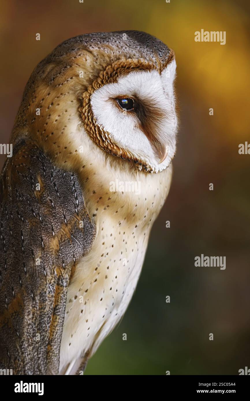 Gemeine Scheuneneule (Tyto alba), die am weitesten verbreitete Eulenart der Welt Demene, Lettland, Europa Stockfoto