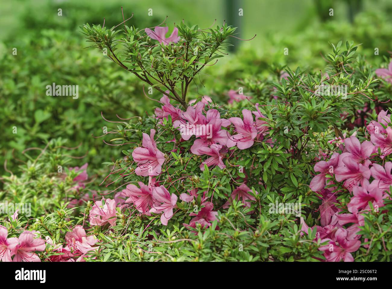 Blühende Rhododendronblüten im Wald Riga, Lettland, Europa Stockfoto