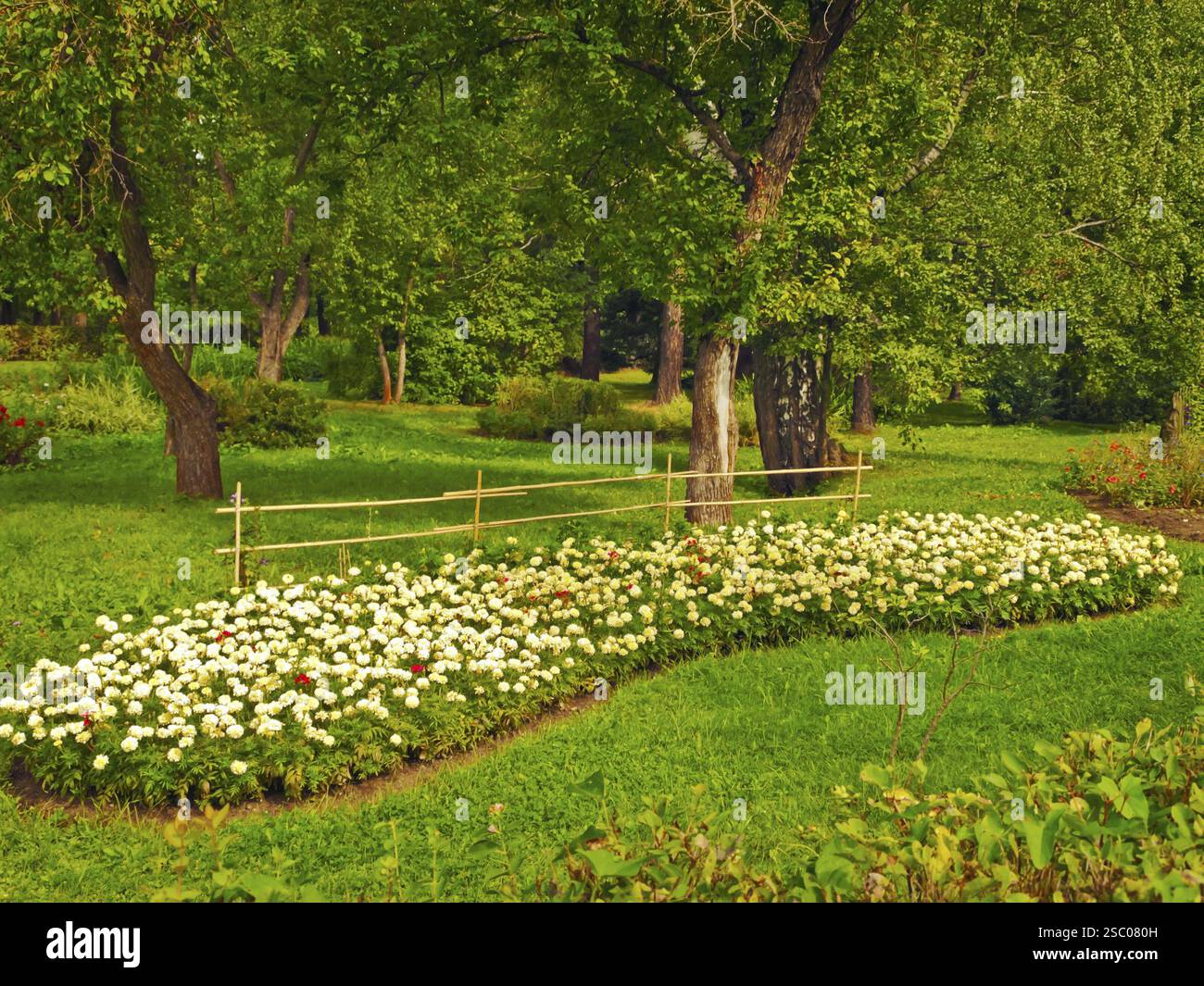 Blumen im Park über grünem Gras Stockfoto