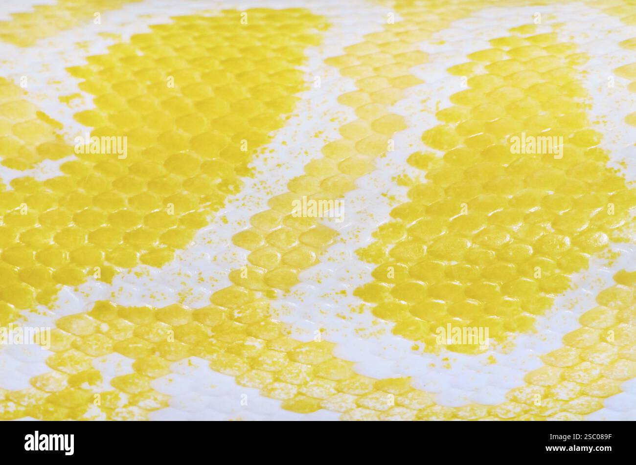 Gelber Pythonhauthintergrund Daugavpils, Lettland, Europa Stockfoto