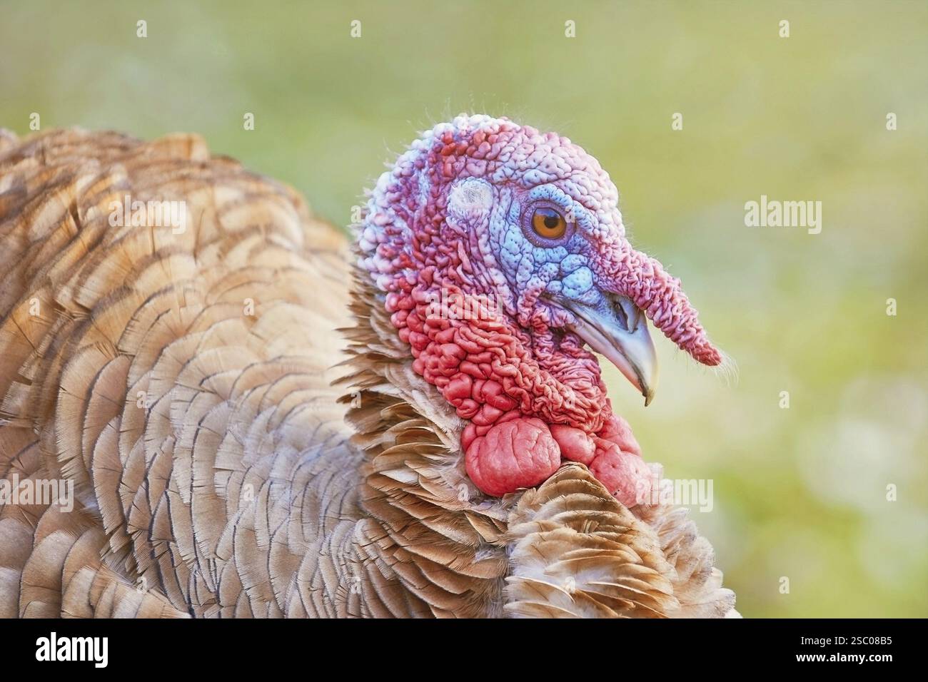 Nahaufnahme Porträt eines Truthahns auf dem Rasen Devnja, Bulgarien, Europa Stockfoto
