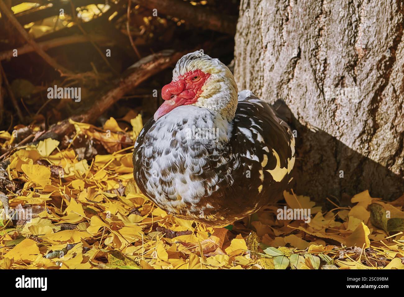 Muscovy Ente (Cairina moschata) in den gelben Blättern Varna, Bulgarien, Europa Stockfoto