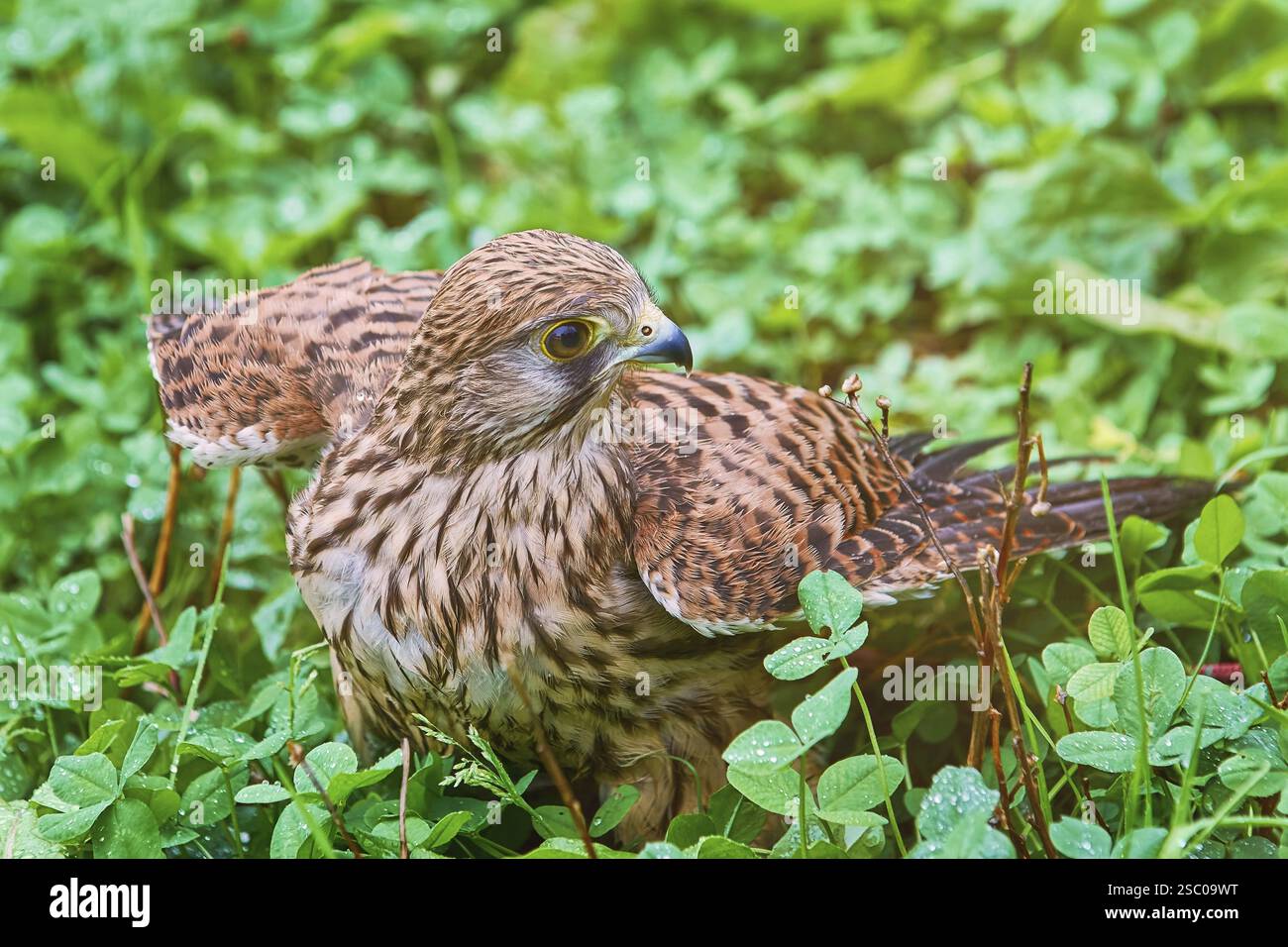 Porträt des Falco Tinnunculus im Gras Obermaiselstein, Deutschland, Europa Stockfoto
