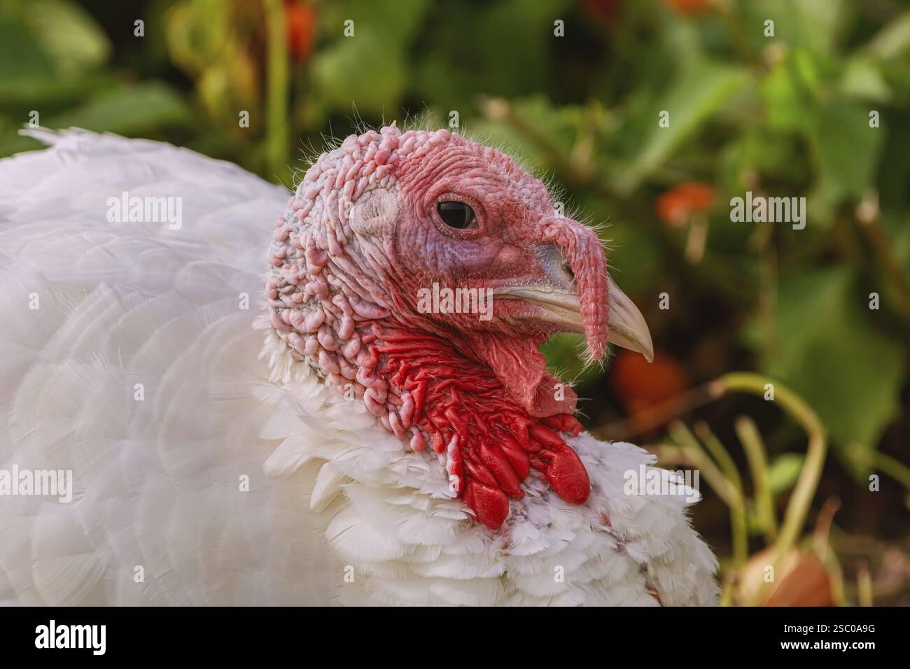 Porträt des weißen truthahns im Geflügelhof Lettland Stockfoto