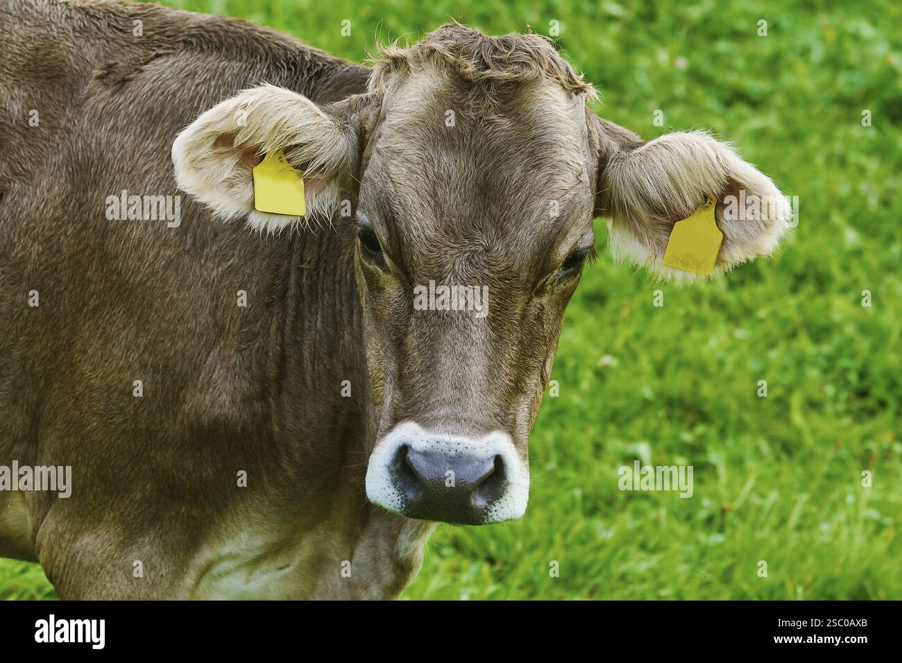 Porträt einer Kuh auf der Weide Bolsternang, Deutschland, Europa Stockfoto