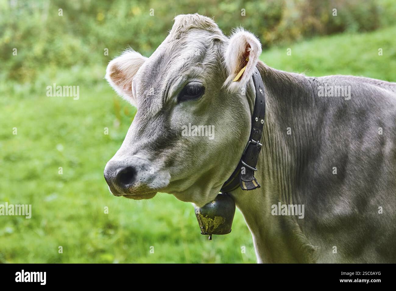 Porträt der Milchrinder auf der traditionellen Weide Bolsternang, Deutschland, Europa Stockfoto