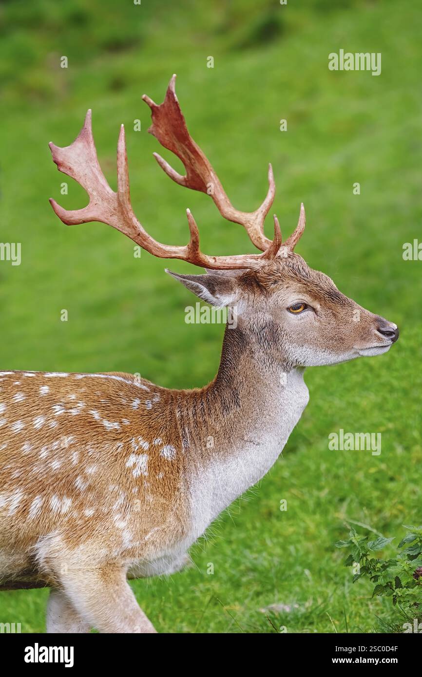 Porträt eines Hirsches vor dem Grashintergrund Obermaiselstein, Deutschland, Europa Stockfoto