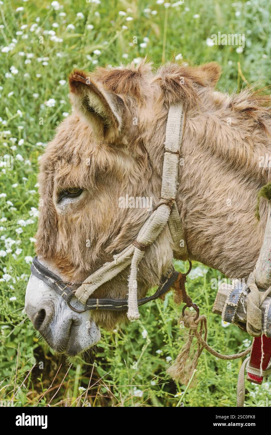 Porträt des Esels gegen des Grünen Grases Prosenik, Bulgarien, Europa Stockfoto
