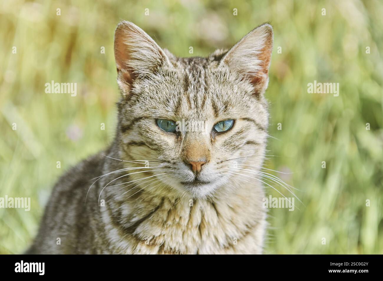 Porträt der obdachlosen Katze, die auf dem grünen Gras Varna sitzt, Bulgarien, Europa Stockfoto
