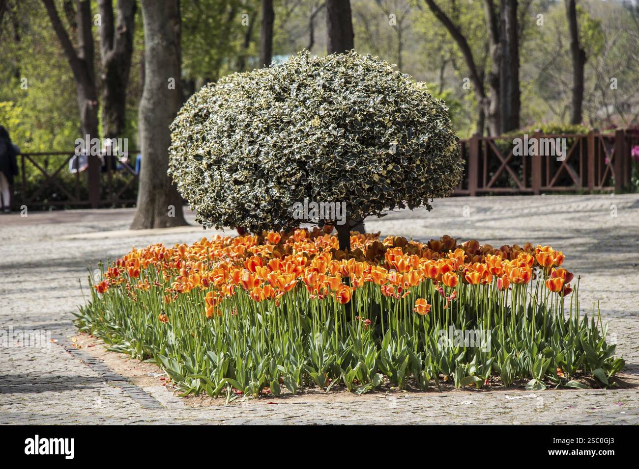 Junge grüne Baum wächst in der Natur Stockfoto